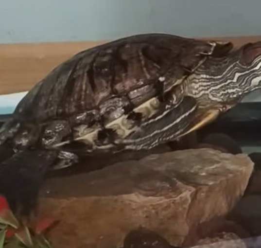 Photo of Big Mama