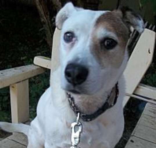 Photo of ALICE-Special Needs