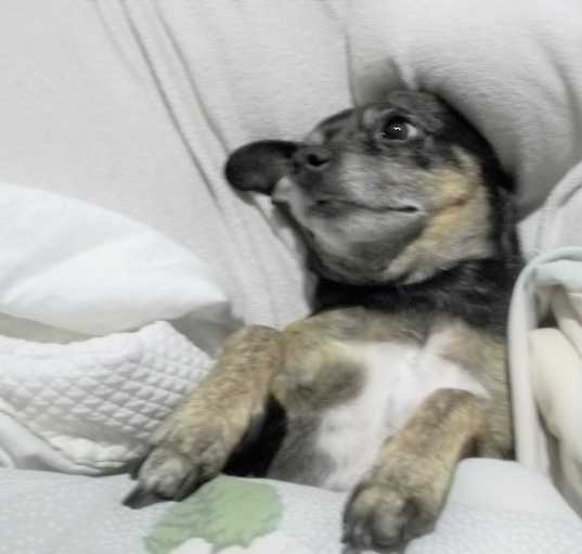 Photo of Henriette-URGENT