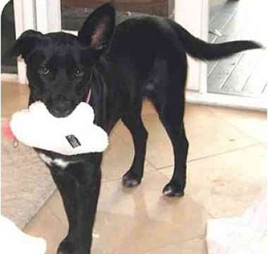 Photo of DOTTY-Help Needed
