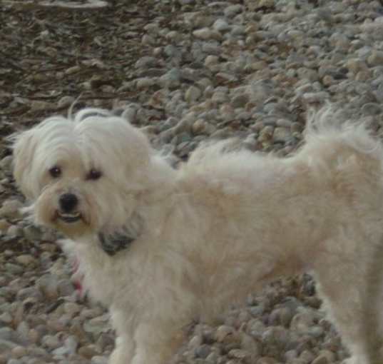 Photo of SAMANTHA-Help Needed