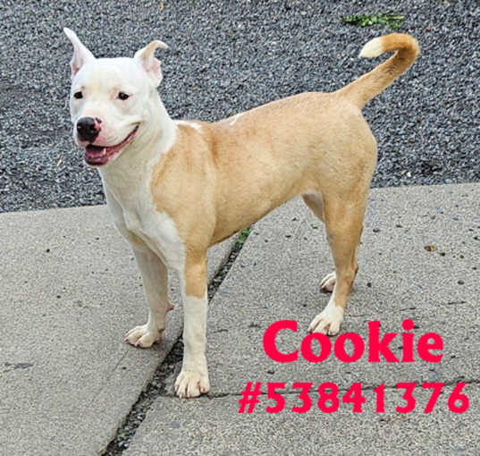 Photo of Cookie -#18