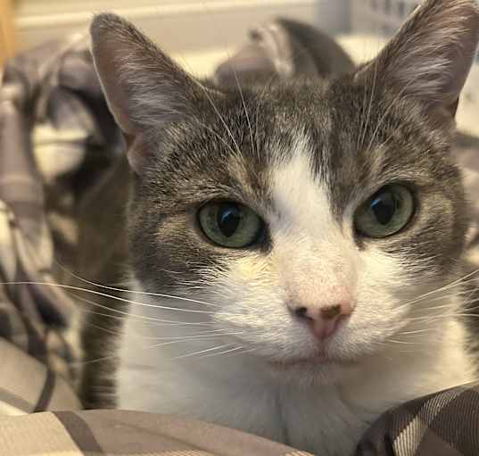 Photo of Peanut