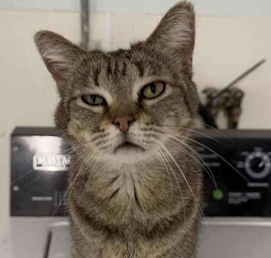 Photo of Feta