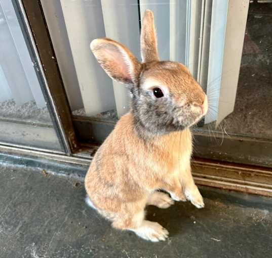 Photo of Cashew