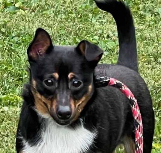 Photo of Nugget