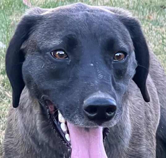 Photo of Willow