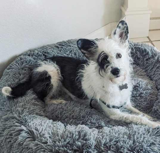 Photo of Brandy
