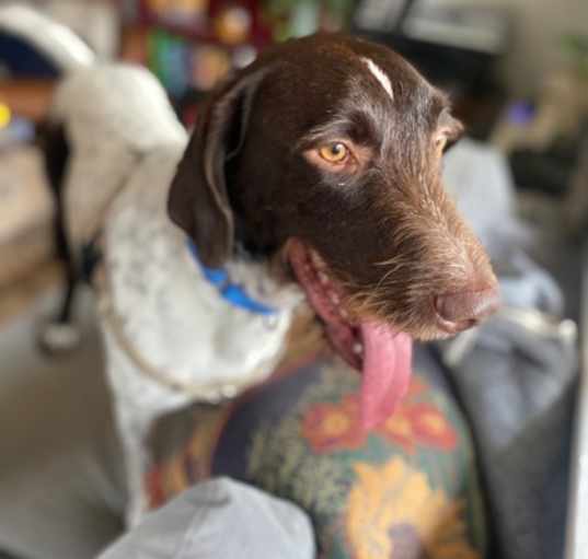Photo of Buck