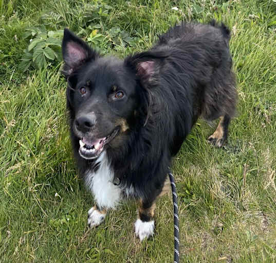 Photo of Taco