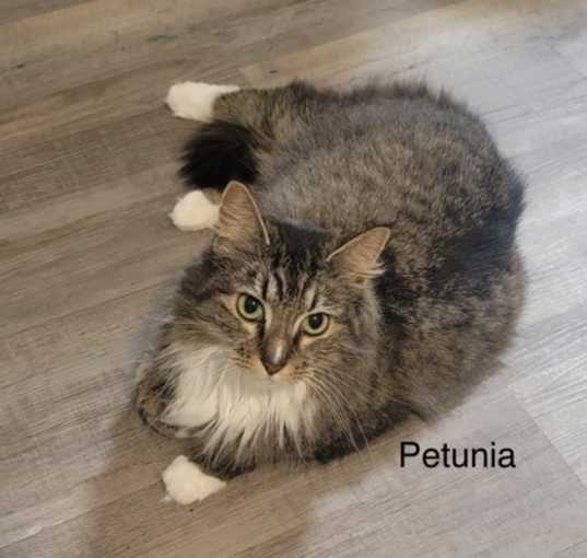 Photo of Petunia