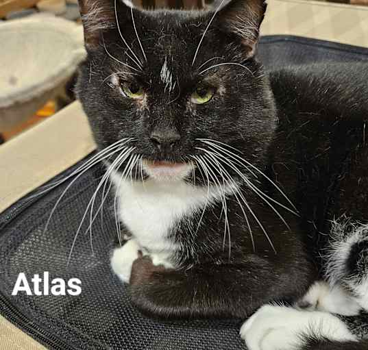 Photo of Atlas