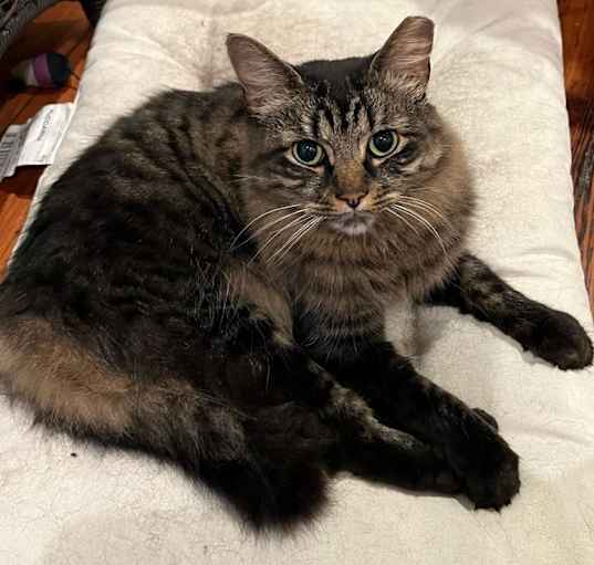 Photo of Buddy