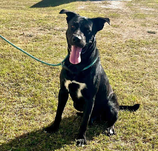 Photo of Gunner