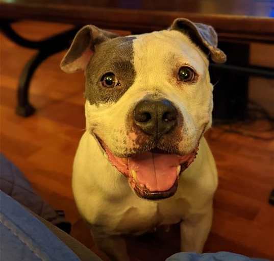 Photo of Layla