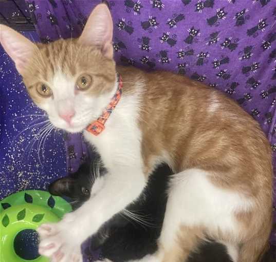 Photo of Peanut and Socks