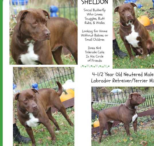 Photo of Sheldon Neutered-Pics 10/20/23