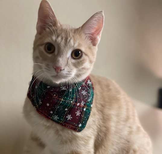 Photo of Nutmeg