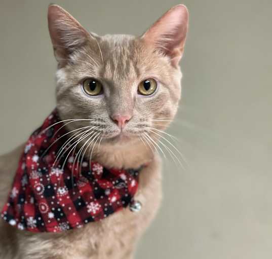 Photo of Basil