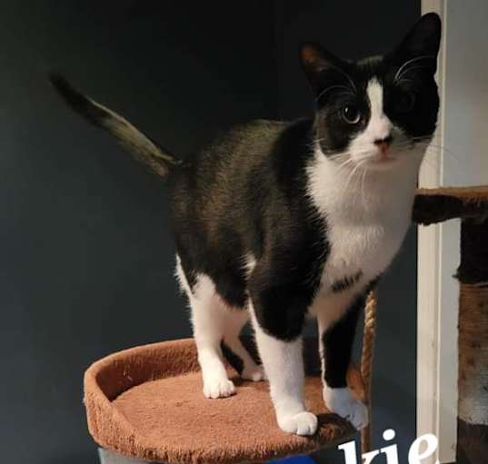 Photo of Frankie