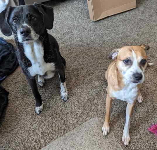 Photo of Kailey (bonded pair)
