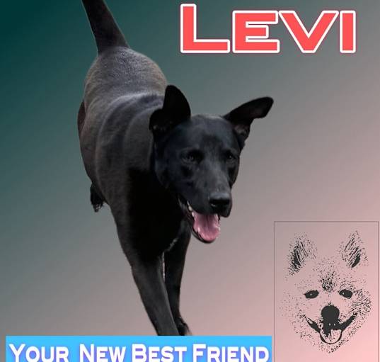 Photo of Levi