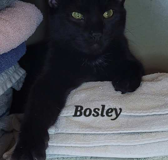 Photo of Bosley