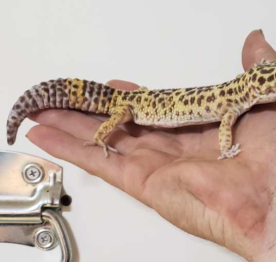 Photo of Cheeta