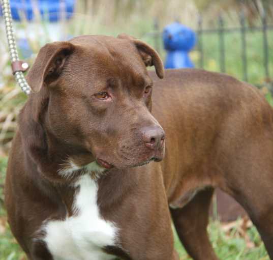 Photo of Sheldon (Neutered) NewPics