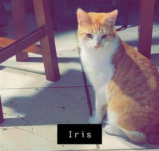 Photo of Iris