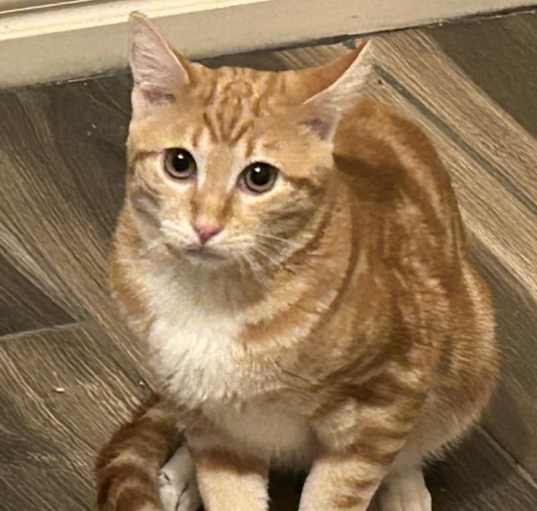 Photo of Garfield (Wenk)