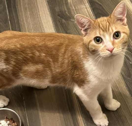 Photo of Heathcliff (Wenk)