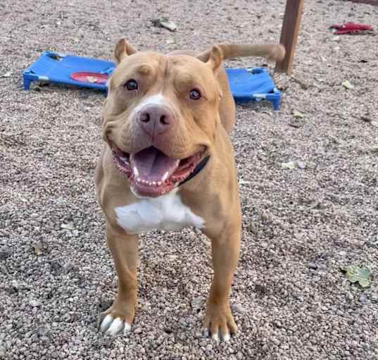 Photo of Sunny - Needs a Hero Foster or Adopter!