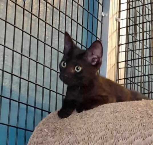 Photo of Cocoa Puff