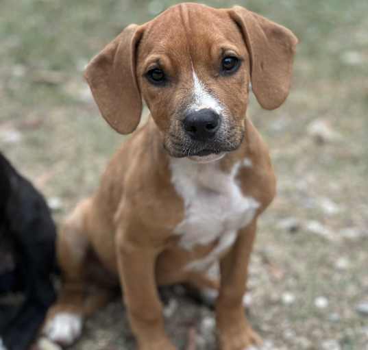 Photo of Peanut butter