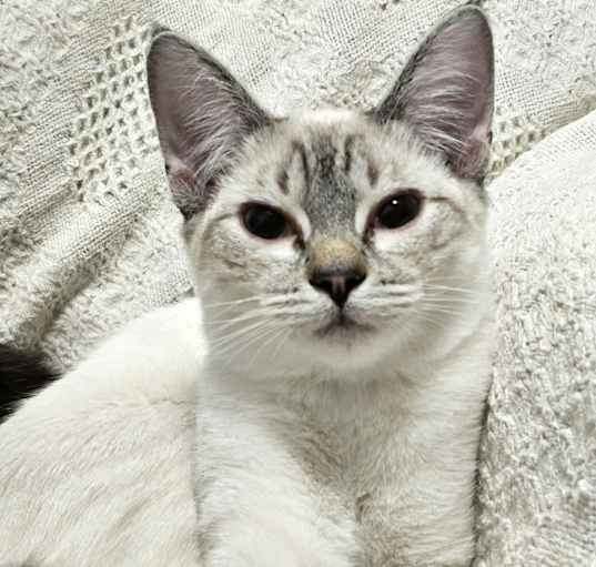 Photo of Taffy (bonded to Toffee)