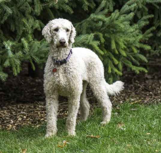 Photo of Tootsie D5863