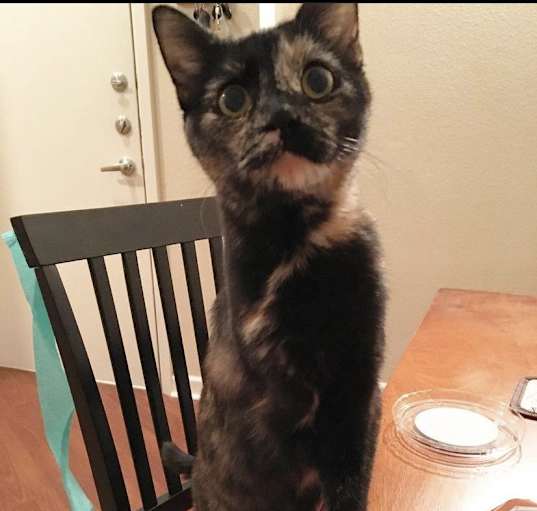 Photo of Smoky