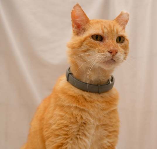 Photo of Tomás
