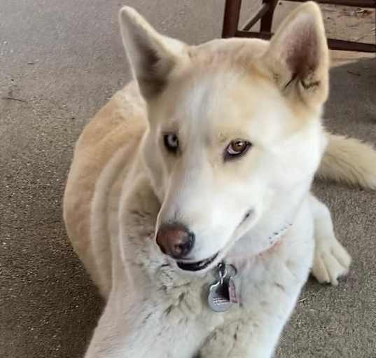 Photo of Nikko