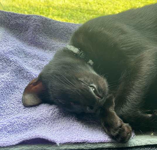 Photo of Jason (Vlad)