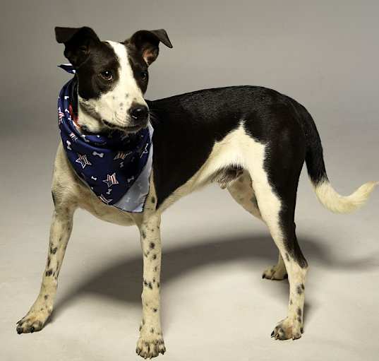Photo of Abner - Sponsored