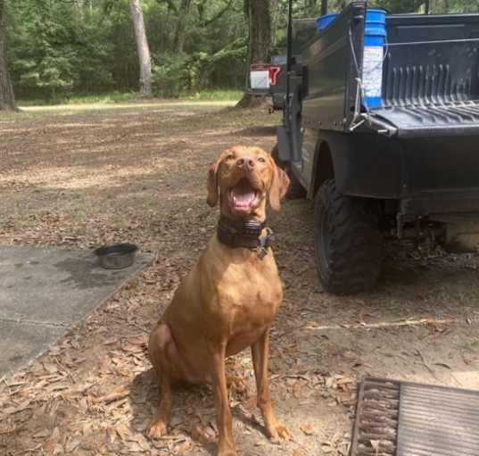 Photo of Goose