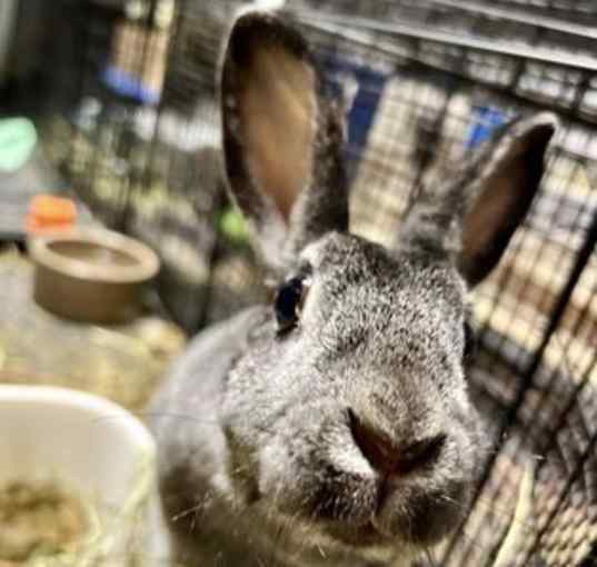 Photo of Clover