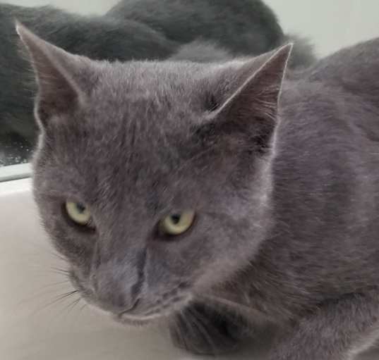 Photo of MERLIN