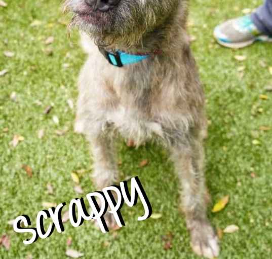 Photo of Scrappy