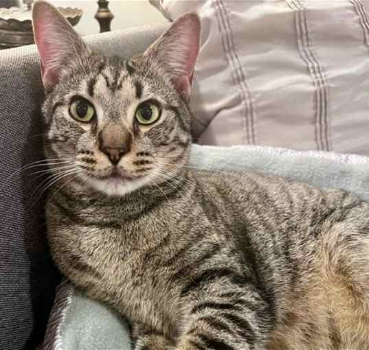 Photo of Shadow (tabby) (& Dollface) bonded