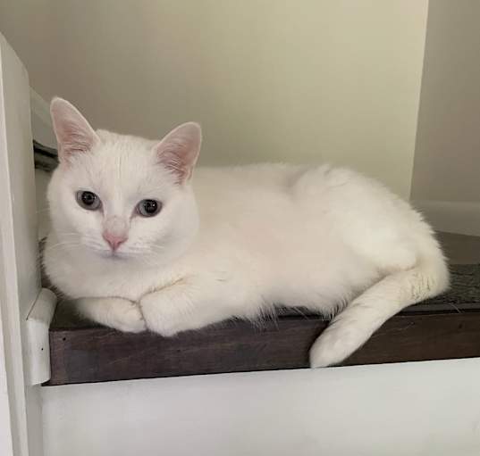 Photo of Duchess