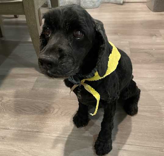 Photo of Truffle