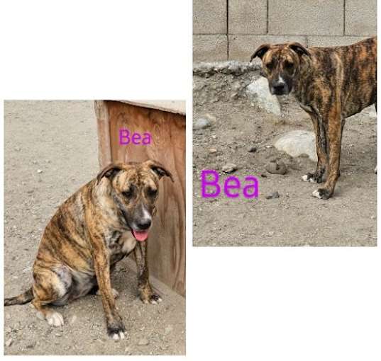 Photo of Bea